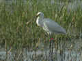 Spatule blanche Platalea leucorodia