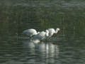 Spatule blanche Platalea leucorodia