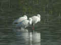 Spatule blanche Platalea leucorodia