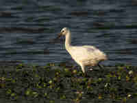 Spatule blanche Platalea leucorodia