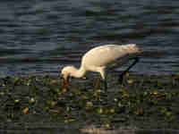 Spatule blanche Platalea leucorodia