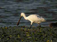 Spatule blanche Platalea leucorodia