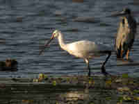 Spatule blanche Platalea leucorodia