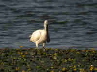 Spatule blanche Platalea leucorodia