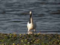 Spatule blanche Platalea leucorodia