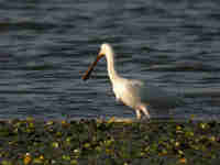 Spatule blanche Platalea leucorodia