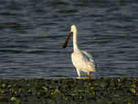 Spatule blanche Platalea leucorodia