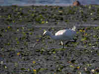 Spatule blanche Platalea leucorodia