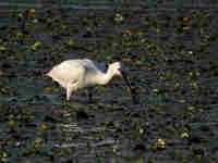 Spatule blanche Platalea leucorodia