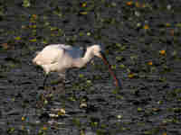 Spatule blanche Platalea leucorodia