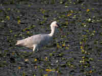 Spatule blanche Platalea leucorodia