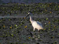 Spatule blanche Platalea leucorodia