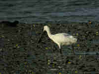 Spatule blanche Platalea leucorodia