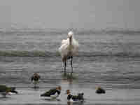 Spatule blanche Platalea leucorodia