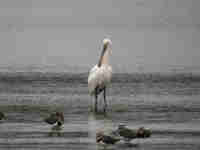 Spatule blanche Platalea leucorodia