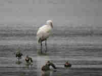 Spatule blanche Platalea leucorodia