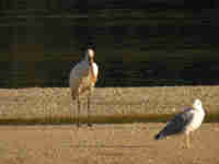 Spatule blanche Platalea leucorodia