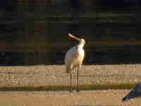 Spatule blanche Platalea leucorodia