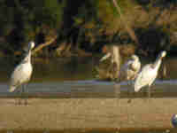 Spatule blanche Platalea leucorodia