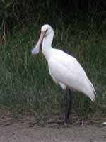 Spatule blanche Platalea leucorodia