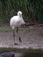 Spatule blanche Platalea leucorodia