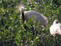 Spatule blanche Platalea leucorodia