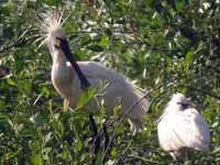 Spatule blanche Platalea leucorodia