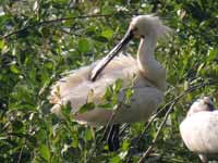 Spatule blanche Platalea leucorodia