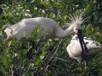 Spatule bl#anche Platalea leucorodia