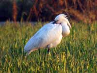 Spatule blanche Platalea leucorodia