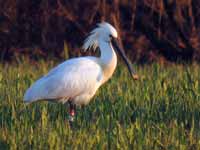 Spatule blanche Platalea leucorodia