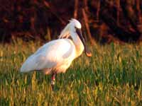 Spatule blanche Platalea leucorodia