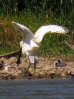 Spatule blanche Platalea leucorodia