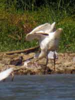 Spatule blanche Platalea leucorodia