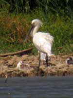 Spatule blanche Platalea leucorodia