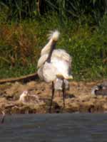 Spatule blanche Platalea leucorodia