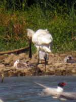 Spatule blanche Platalea leucorodia