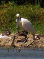 Spatule blanche Platalea leucorodia