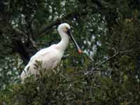 Spatule blanche Platalea leucorodia