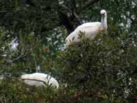 Spatule blanche Platalea leucorodia