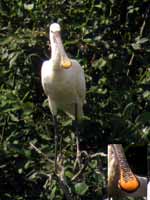 Spatule blanche Platalea leucorodia