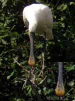 Spatule blanche Platalea leucorodia