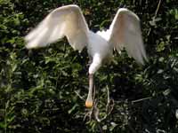 Spatule blanche Platalea leucorodia