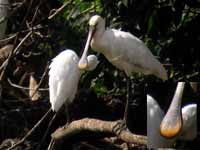 Spatule blanche Platalea leucorodia