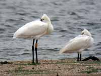 Spatule blanche Platalea leucorodia