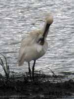 Spatule blanche Platalea leucorodia