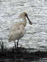 Spatule blanche Platalea leucorodia