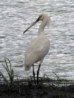 Spatule blanche Platalea leucorodia