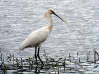 Spatule blanche Platalea leucorodia