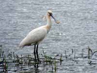 Spatule blanche Platalea leucorodia